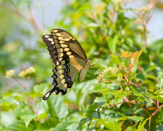 Swallowtail on the Chocolate Trail