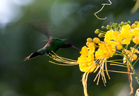 Carnivet's Emerald Hummingbird