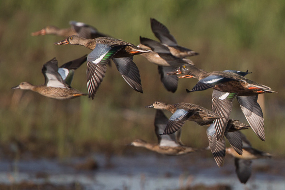 Northern Shovelers and Blue-winged Teal